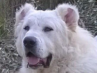 molossi rustici, cane corso bianco